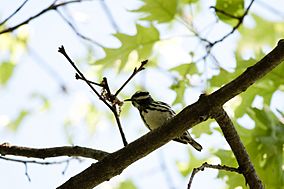 Black-and-white Warbler (7235499038).jpg