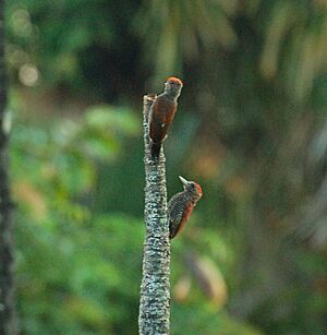 Blood-colored woodpeckers (11294614053).jpg