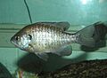 BlueGill 002