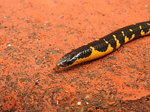 Bombay-shieldtail-matheran-closeup