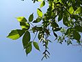 Boxelder (Acer negudo) with young fruit - Flickr - Jay Sturner