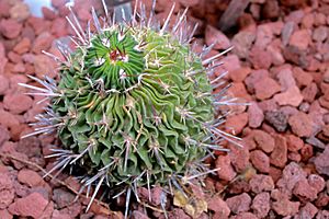 Brain Cactus (Stenocactus multicostatus).jpg