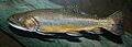 Brook Trout Salvelinus fontinalis 2900px
