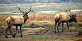 Buttonwillow Tupman Tule Elk Reserve California ungulate guests