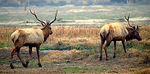 Buttonwillow Tupman Tule Elk Reserve California ungulate guests