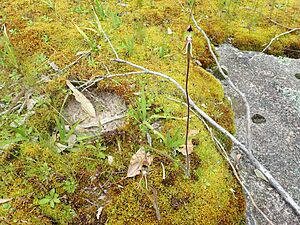 Caladenia exstans 01