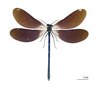 Calopteryx virgo meridionalis MHNT