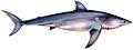 Carcharodon carcharias drawing