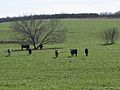 Cattle grazing southwest of Charlotte, TX IMG 2514