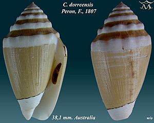 Conus dorreensis 1.jpg