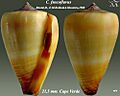 Conus fuscoflavus 1