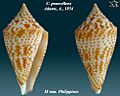 Conus praecellens 1