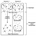 Copepod faecal pellet production in the deep ocean