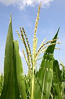 Corntassel 7095