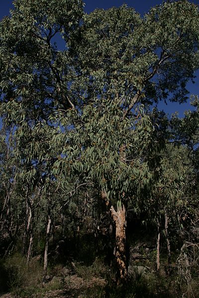 Corymbia eximia habit