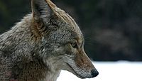 Coyote portrait.jpg