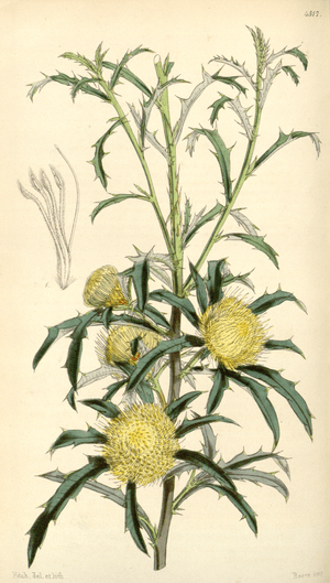 Curtis's Botanical Magazine, Plate 4317 (Volume 73, 1847)