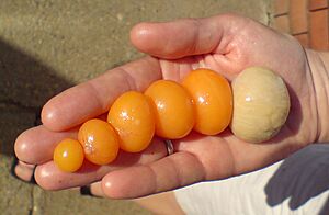 Development-of-chicken-egg cropped