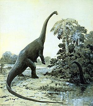 Diplodocus cknight