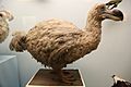 Dodo, Natural History Museum, London 2