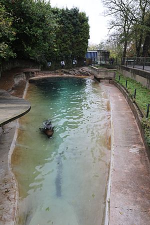 Dudley Sea lion pool