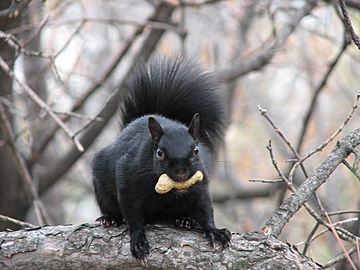 Eastern Grey Squirrel-black