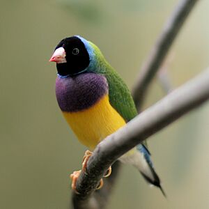 Erythrura gouldiae -Frankfurt Zoo -black headed-8a-3cp