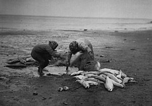 Eskimo women cleaning salmon on beach