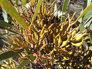 Eucalyptus clivicola buds(2)