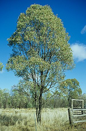 Eucalyptus orgadophila.jpg
