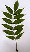 EurAshLeaf