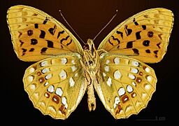 Fabriciana adippe MHNT CUT 2013 3 25 Sornac Ventral
