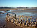 Fence, Sandside - geograph.org.uk - 2265470