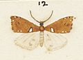 Fig 12 MA I437623 TePapa Plate-XXIV-The-butterflies full (cropped)