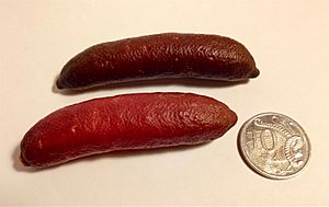 Finger limes - size comparison
