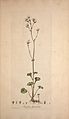 Flora Londinensis, or, Plates and descriptions of such plants as grow wild in the environs of London (8282216134)