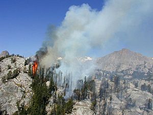 Forest fire in Shoshone National Forest 2001