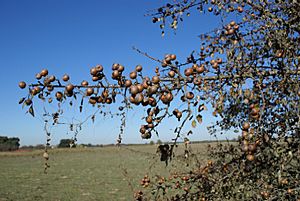 Fruiting Iberian pear