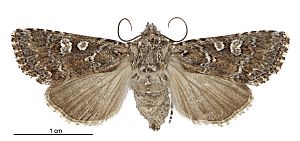 Graphania lithias female.jpg