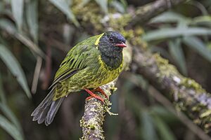 Green-and-black fruiteater (Pipreola riefferii riefferii) male Caldas.jpg