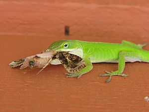 Green Anole eating moth
