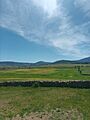 Green meadow in late spring