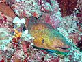 Gymnothorax flavimarginatus1