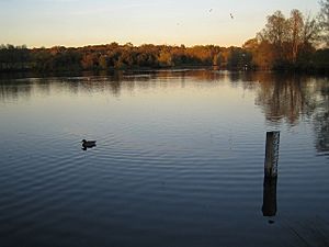 Hainault Forest Country Park, The Lake - geograph.org.uk - 602653.jpg