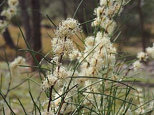 Hakea microcarpa (leaves and flowers).jpg