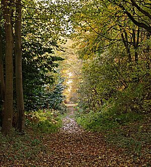 Heath Wood - geograph.org.uk - 1042865