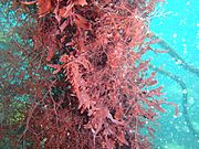 Heavy epiphyte growth on kelp stipe at Umhlali wreck PA171965