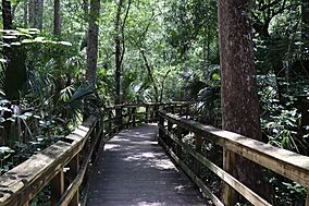 Highlands Hammock State Park May 2025 (1).jpg