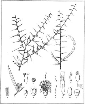 Iconography of Australian species of Acacia and cognate genera (1887) (20778662385).jpg