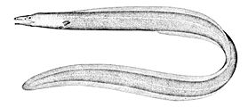 Ilyophis brunneus